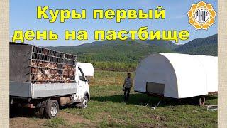 Куры первый день на пастбище!