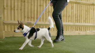 How to Stop Your Dog Pulling on the Lead | The Battersea Way
