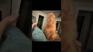 The Perfect flop from this golden boi #shorts #animals #dogs #funny