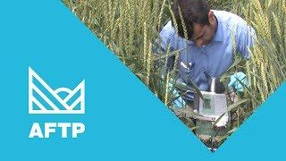 Testimonials: Resource Capture By Crops (AFTP)