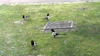 Four Magpies together (rare sight)