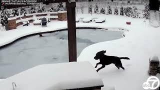Спасение собаки упавшей в замерзший бассейн