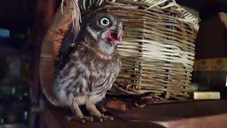 Cute horror. The owl Luchik got a little greedy and got a little stuck in the mouse