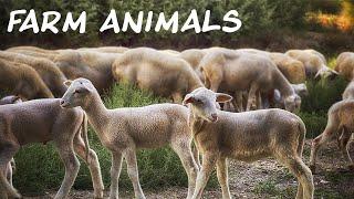 Farm Animals Sound Effects | Sound Pack