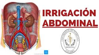 Irrigación y drenaje Abdominal - Anatomía médica