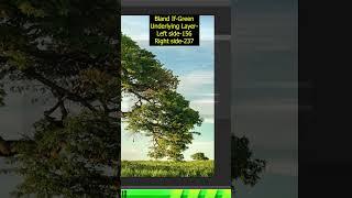 Photoshop Trick 2025  - How to Blending Text to Tree Background #creative #shorts