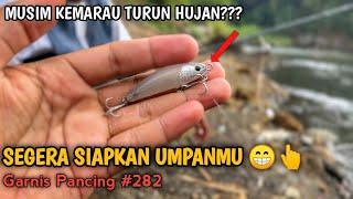 GUIDE TEMAN KE OPAK DAN LANGSUNG POIN‼️MANTAP || Casting Hampala Yogyakarta || Garnis Pancing #282