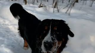 bernese mountain dog walk.  Бернский зенненхунд. Прогулка.