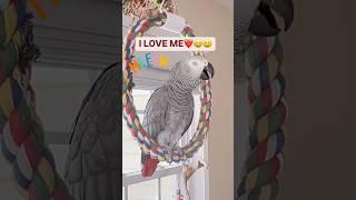 Symon says: Just reminding the boys‍⬛Who I love the most️#talkingparrot #birds #funny #pets