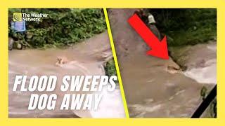 Owner Watches Loyal Dog Get Swept Away by Floodwaters