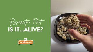 Watch This Resurrection Plant!