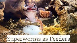 Superworms as Feeder Insects