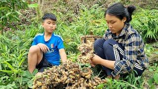 Orphan Boy & mute girl harvesting ginger goes market sell - Cooking