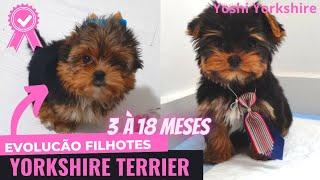 Evolução de FILHOTES de YORKSHIRE de 3 meses à 1 ano e meio