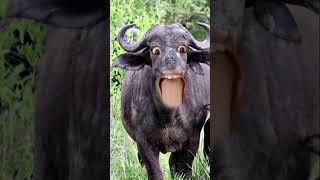  #funny #funnyanimalsounds #cat#animal sounds #cow #animals #goat #animal#cute#viral#shorts like