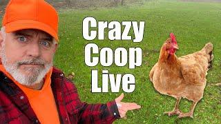 Live Crazy Chicken Coop