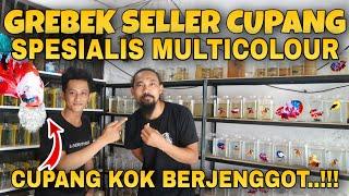 Review Seller Ikan CUPANG MULTICOLOR TERBAIK Di TAMBUN BEKASI | Breeder Cupang Bang Jenggot