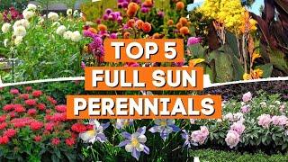 5 Full-Sun Perennials That Thrive in a Garden With Lots of Light  ️