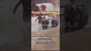 TEAM NANDALIKEPANDOO+MODE#BUFFALO RACE#VIRAL SHORTS#KAMBALA