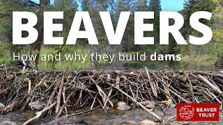 Beavers: How and why they build dams