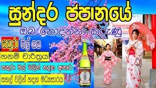 Sakura Mal (සකුරා මල් ) /sakura /  japan sakura /ජපානයේ සුන්දර සකුරා වසන්තය /Cherry Blossom in Japan