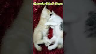 🫡 Si Oyen Rebutan apasi ⁉️#shortvideo #kucingoren #meong