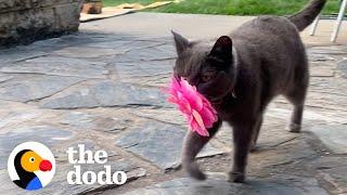Cat Brings Her New Mom Flowers Every Single Day | The Dodo