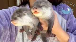 Those Baby Otters with Their Eyes Open are Just too Cute!