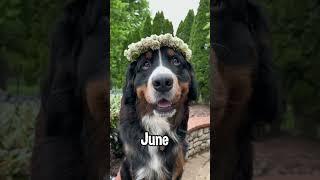 A Clip of My Rescue Bernese Mountain Dog Each Month of the Year in 2022 | #bernesemountaindog #dog