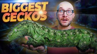 The BIGGEST Pet Geckos YOU Never Knew Made GREAT Pets!