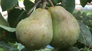 Fruitbomen planten op kleine oppervlaktes