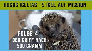 Hugos Igelias Folge 4 - Der Griff nach 500 Gramm