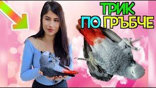 **ДРЕСИРАНЕ / ОБУЧЕНИЕ НА ПАПАГАЛ - Лягане по гръбче - ТРИК / PARROT TRICKS