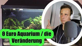 Sascha REAGIERT auf | EXPERIMENT / 0 Euro Aquarium / die Veränderung / TAX