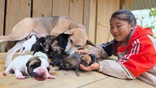 The young Vietnamese girl was happy to know that her mother dog had given birth to 5 puppies