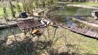 Ruddy Shelduck. Рыжая утка Огарь. (4й день) высиживания.