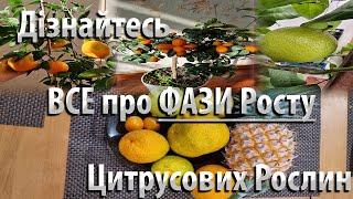 ФАЗИ Росту Цитрусових Рослин ДІЗНАЙТЕСЬ Як Доглядати за Цитрусовими Деревами #садівництво #цитрусові