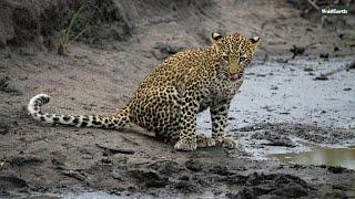 Tawny and rosetted cats - SafariLIVE Sunrise - 12 January 2025