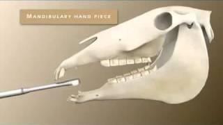 Horse Dental Equipment   Equine Dental Products & Instruments