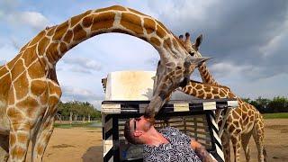 The Moment a Giraffe Eats My Face!  