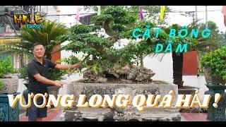 KỸ THUẬT CẮT BÔNG DĂM VÀO MÙA HÈ | NamLe Bonsai