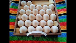 Инкубация яиц индоутки