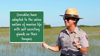 What’s the difference between a crocodile and an alligator? Everglades National Park