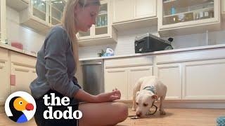 Rescue Dog Flinched When Mom Tried To Pet Her Until... | The Dodo