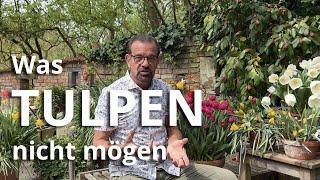 Tulpen: Was du AUF KEINEN FALL mit ihnen machen sollst