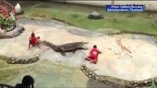 Crocodile bites down onto trainer's head