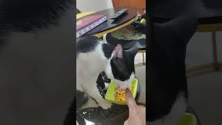 my juju cat wants to eat murukku #shorts #shortvideo#vlog #cooking #animals #dog #cat #mother