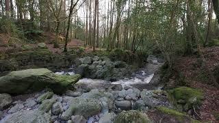 Crough Woods Winter Afternoon Waterford Ireland