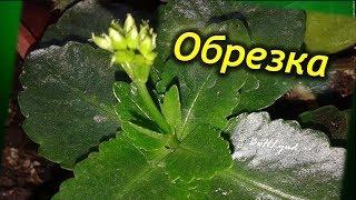 Как правильно обрезать каланхоэ? Когда и зачем нужно обрезать растение!