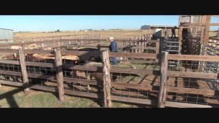 Ron Gill - BQA - Demonstration of working Cattle in a Bud Box